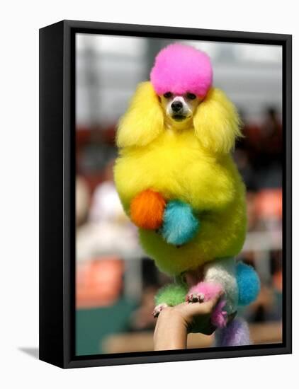 A Poodle Named Peter is Posed on its Owner's Hand During Competition at the World Dog Exhibition-null-Framed Premier Image Canvas