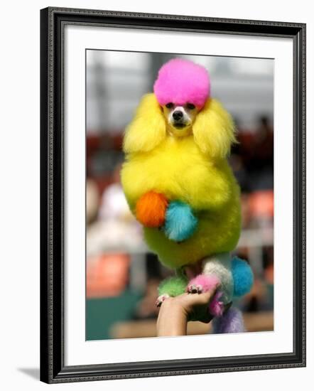 A Poodle Named Peter is Posed on its Owner's Hand During Competition at the World Dog Exhibition-null-Framed Photographic Print