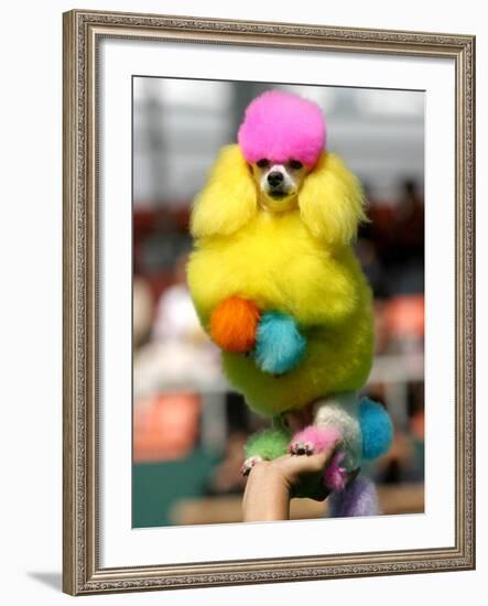 A Poodle Named Peter is Posed on its Owner's Hand During Competition at the World Dog Exhibition-null-Framed Photographic Print