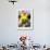 A Poodle Named Peter is Posed on its Owner's Hand During Competition at the World Dog Exhibition-null-Framed Photographic Print displayed on a wall