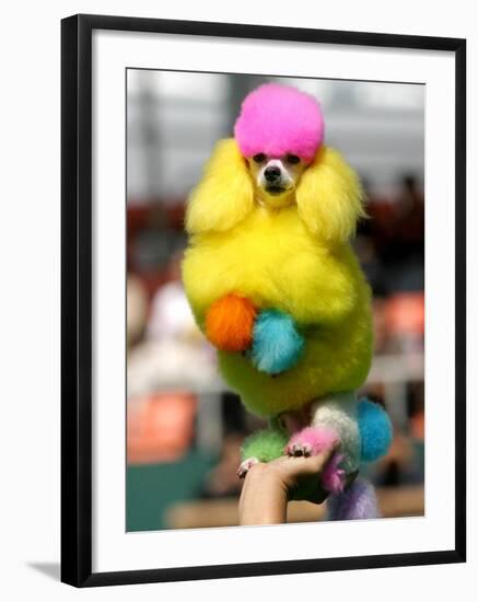 A Poodle Named Peter is Posed on its Owner's Hand During Competition at the World Dog Exhibition-null-Framed Photographic Print