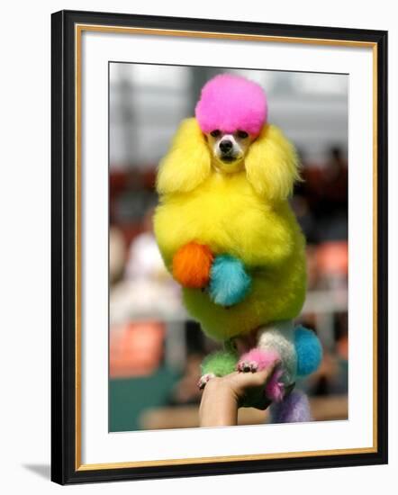 A Poodle Named Peter is Posed on its Owner's Hand During Competition at the World Dog Exhibition-null-Framed Photographic Print