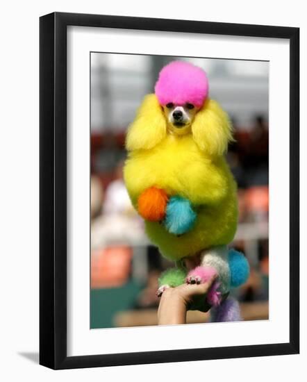 A Poodle Named Peter is Posed on its Owner's Hand During Competition at the World Dog Exhibition-null-Framed Photographic Print