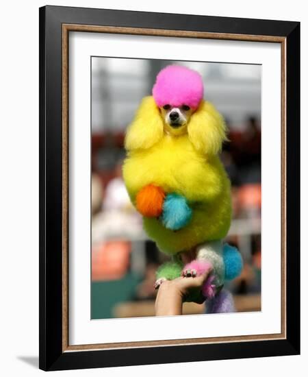 A Poodle Named Peter is Posed on its Owner's Hand During Competition at the World Dog Exhibition-null-Framed Photographic Print