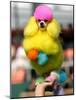 A Poodle Named Peter is Posed on its Owner's Hand During Competition at the World Dog Exhibition-null-Mounted Photographic Print