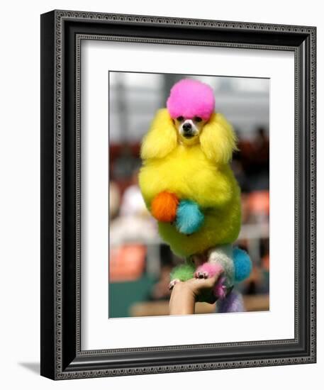 A Poodle Named Peter is Posed on its Owner's Hand During Competition at the World Dog Exhibition-null-Framed Photographic Print