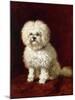 A Poodle-Henriette Ronner-Knip-Mounted Giclee Print