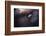 A poor lonesome paquerette-Fabien BRAVIN-Framed Photographic Print