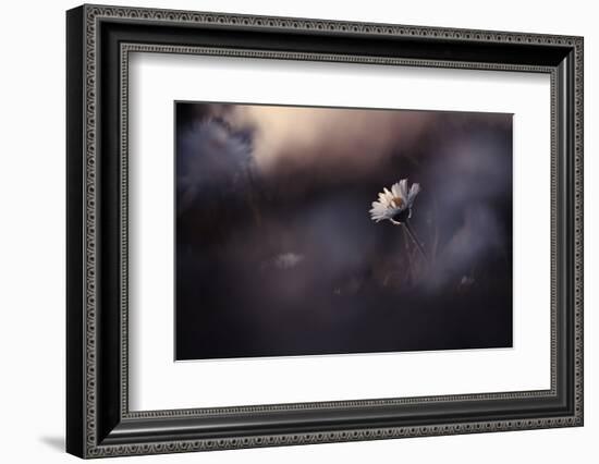 A poor lonesome paquerette-Fabien BRAVIN-Framed Photographic Print