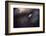 A poor lonesome paquerette-Fabien BRAVIN-Framed Photographic Print