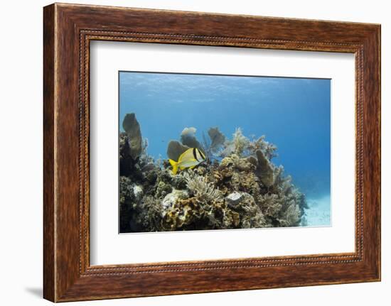 A Porkfish Swims Above a Lush Coral Head in Clear Blue Waters Off the Isle of Youth, Cuba-James White-Framed Photographic Print