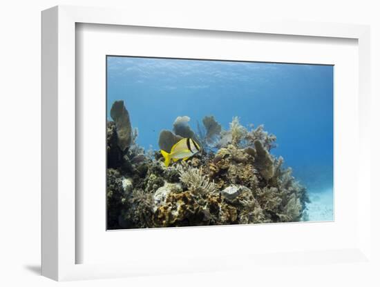 A Porkfish Swims Above a Lush Coral Head in Clear Blue Waters Off the Isle of Youth, Cuba-James White-Framed Photographic Print