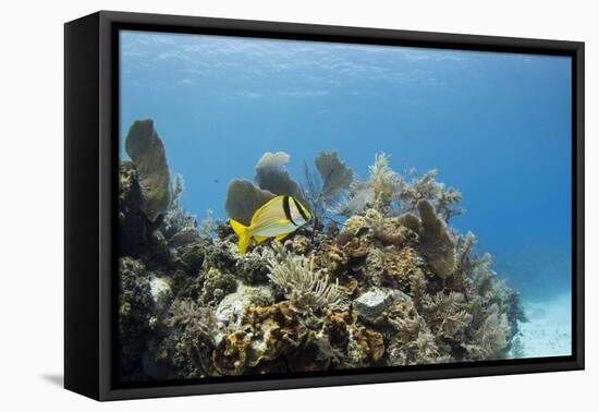 A Porkfish Swims Above a Lush Coral Head in Clear Blue Waters Off the Isle of Youth, Cuba-James White-Framed Premier Image Canvas