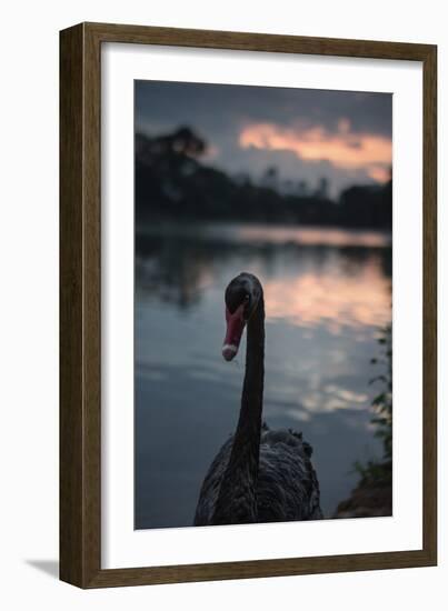 A Portrait of a Black Swan in Ibirapuera Park, Sao Paulo, Brazil-Alex Saberi-Framed Photographic Print