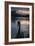 A Portrait of a Black Swan in Ibirapuera Park, Sao Paulo, Brazil-Alex Saberi-Framed Photographic Print