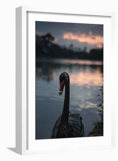 A Portrait of a Black Swan in Ibirapuera Park, Sao Paulo, Brazil-Alex Saberi-Framed Photographic Print