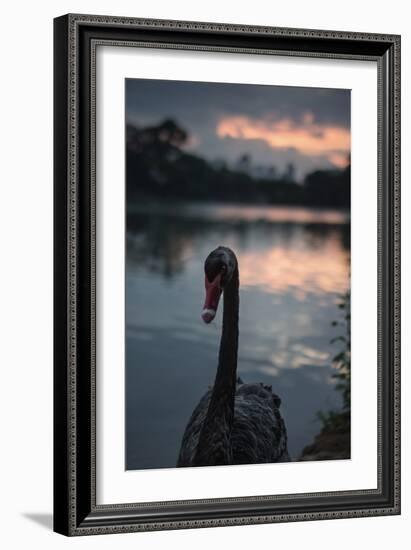 A Portrait of a Black Swan in Ibirapuera Park, Sao Paulo, Brazil-Alex Saberi-Framed Photographic Print