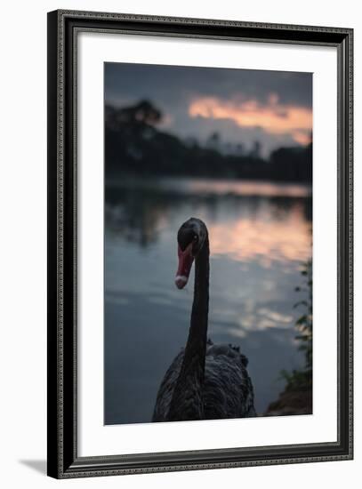 A Portrait of a Black Swan in Ibirapuera Park, Sao Paulo, Brazil-Alex Saberi-Framed Photographic Print