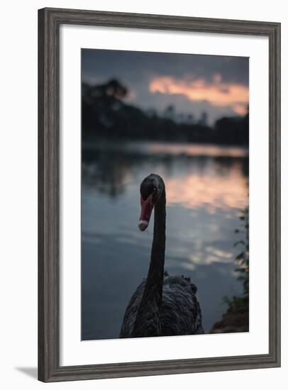 A Portrait of a Black Swan in Ibirapuera Park, Sao Paulo, Brazil-Alex Saberi-Framed Photographic Print