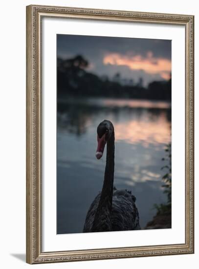 A Portrait of a Black Swan in Ibirapuera Park, Sao Paulo, Brazil-Alex Saberi-Framed Photographic Print