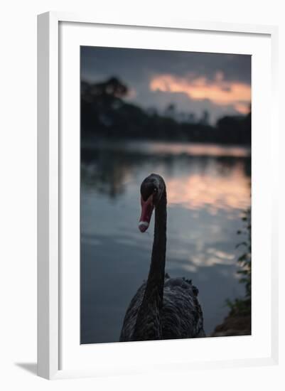 A Portrait of a Black Swan in Ibirapuera Park, Sao Paulo, Brazil-Alex Saberi-Framed Photographic Print