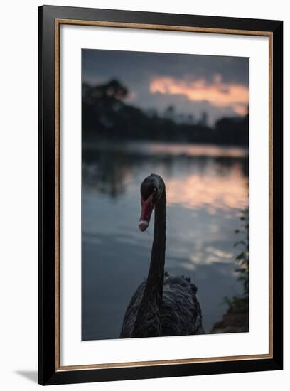 A Portrait of a Black Swan in Ibirapuera Park, Sao Paulo, Brazil-Alex Saberi-Framed Photographic Print