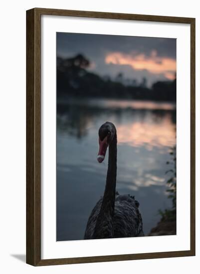 A Portrait of a Black Swan in Ibirapuera Park, Sao Paulo, Brazil-Alex Saberi-Framed Photographic Print