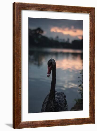 A Portrait of a Black Swan in Ibirapuera Park, Sao Paulo, Brazil-Alex Saberi-Framed Photographic Print