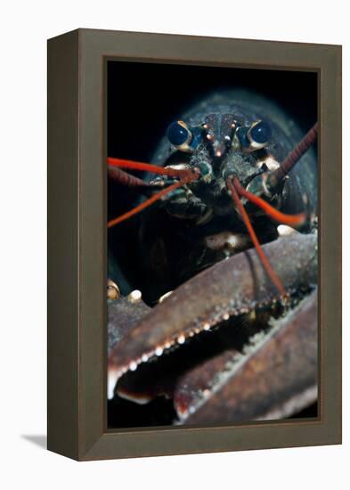 A Portrait Of A European Clawed Lobster (Homarus Gammarus)-Alex Mustard-Framed Premier Image Canvas