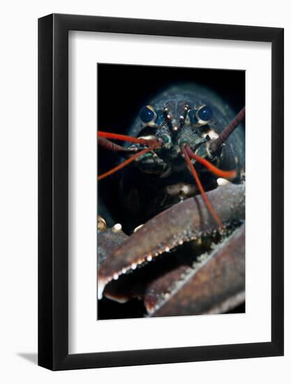 A Portrait Of A European Clawed Lobster (Homarus Gammarus)-Alex Mustard-Framed Photographic Print