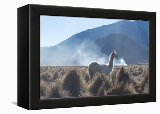 A Portrait of a Large Llama in Sajama National Park, at Sunrise-Alex Saberi-Framed Premier Image Canvas