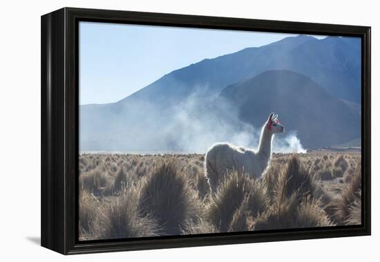 A Portrait of a Large Llama in Sajama National Park, at Sunrise-Alex Saberi-Framed Premier Image Canvas