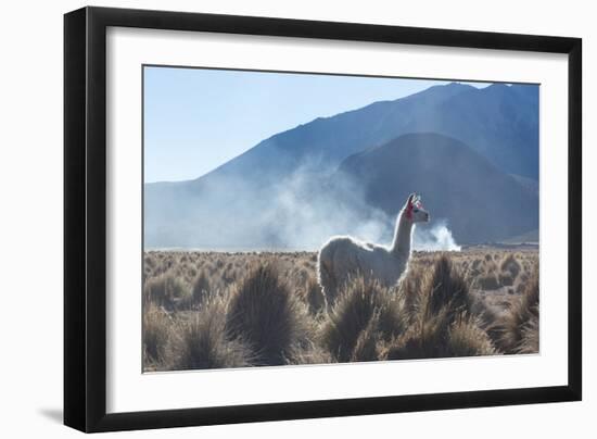 A Portrait of a Large Llama in Sajama National Park, at Sunrise-Alex Saberi-Framed Photographic Print