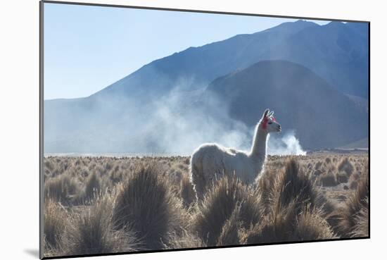 A Portrait of a Large Llama in Sajama National Park, at Sunrise-Alex Saberi-Mounted Photographic Print