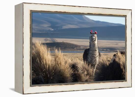 A Portrait of a Large Llama in Sajama National Park, Bolivia-Alex Saberi-Framed Premier Image Canvas