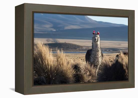 A Portrait of a Large Llama in Sajama National Park, Bolivia-Alex Saberi-Framed Premier Image Canvas