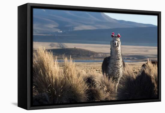 A Portrait of a Large Llama in Sajama National Park, Bolivia-Alex Saberi-Framed Premier Image Canvas