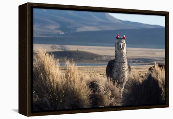 A Portrait of a Large Llama in Sajama National Park, Bolivia-Alex Saberi-Framed Premier Image Canvas