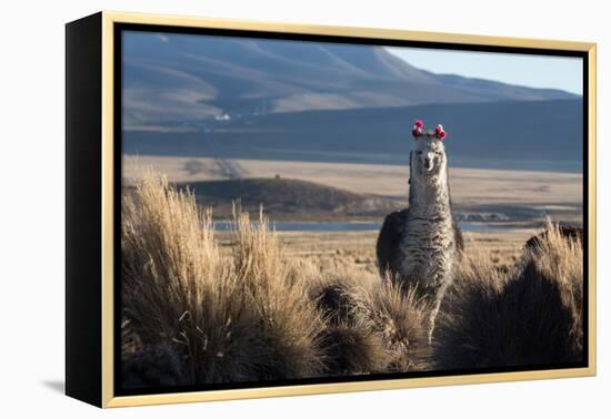 A Portrait of a Large Llama in Sajama National Park, Bolivia-Alex Saberi-Framed Premier Image Canvas