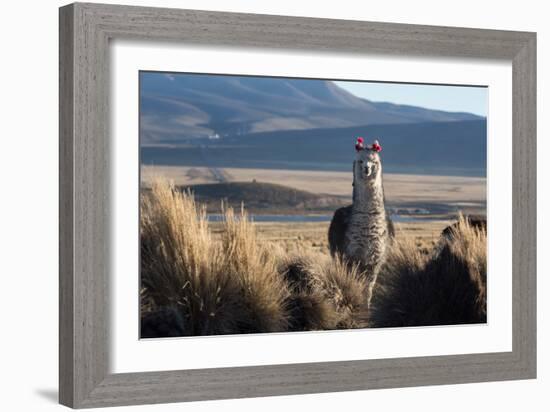 A Portrait of a Large Llama in Sajama National Park, Bolivia-Alex Saberi-Framed Photographic Print