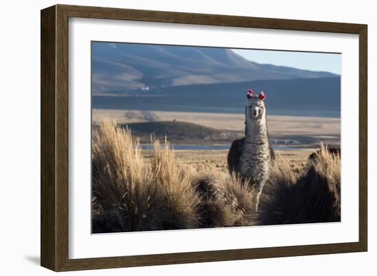 A Portrait of a Large Llama in Sajama National Park, Bolivia-Alex Saberi-Framed Photographic Print