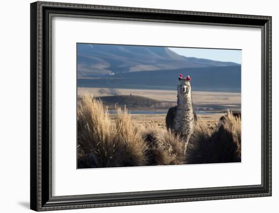 A Portrait of a Large Llama in Sajama National Park, Bolivia-Alex Saberi-Framed Photographic Print