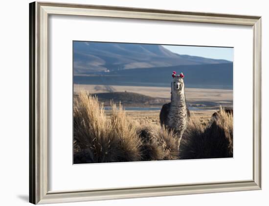 A Portrait of a Large Llama in Sajama National Park, Bolivia-Alex Saberi-Framed Photographic Print