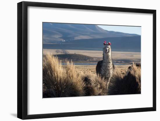 A Portrait of a Large Llama in Sajama National Park, Bolivia-Alex Saberi-Framed Photographic Print