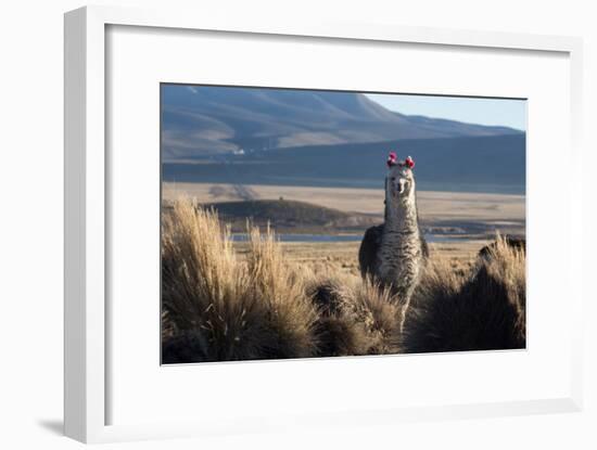 A Portrait of a Large Llama in Sajama National Park, Bolivia-Alex Saberi-Framed Photographic Print