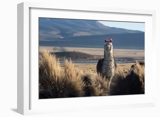 A Portrait of a Large Llama in Sajama National Park, Bolivia-Alex Saberi-Framed Photographic Print