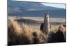 A Portrait of a Large Llama in Sajama National Park, Bolivia-Alex Saberi-Mounted Photographic Print