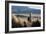 A Portrait of a Large Llama in Sajama National Park, Bolivia-Alex Saberi-Framed Photographic Print