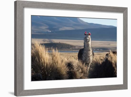 A Portrait of a Large Llama in Sajama National Park, Bolivia-Alex Saberi-Framed Photographic Print