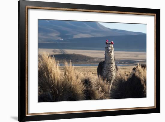 A Portrait of a Large Llama in Sajama National Park, Bolivia-Alex Saberi-Framed Photographic Print